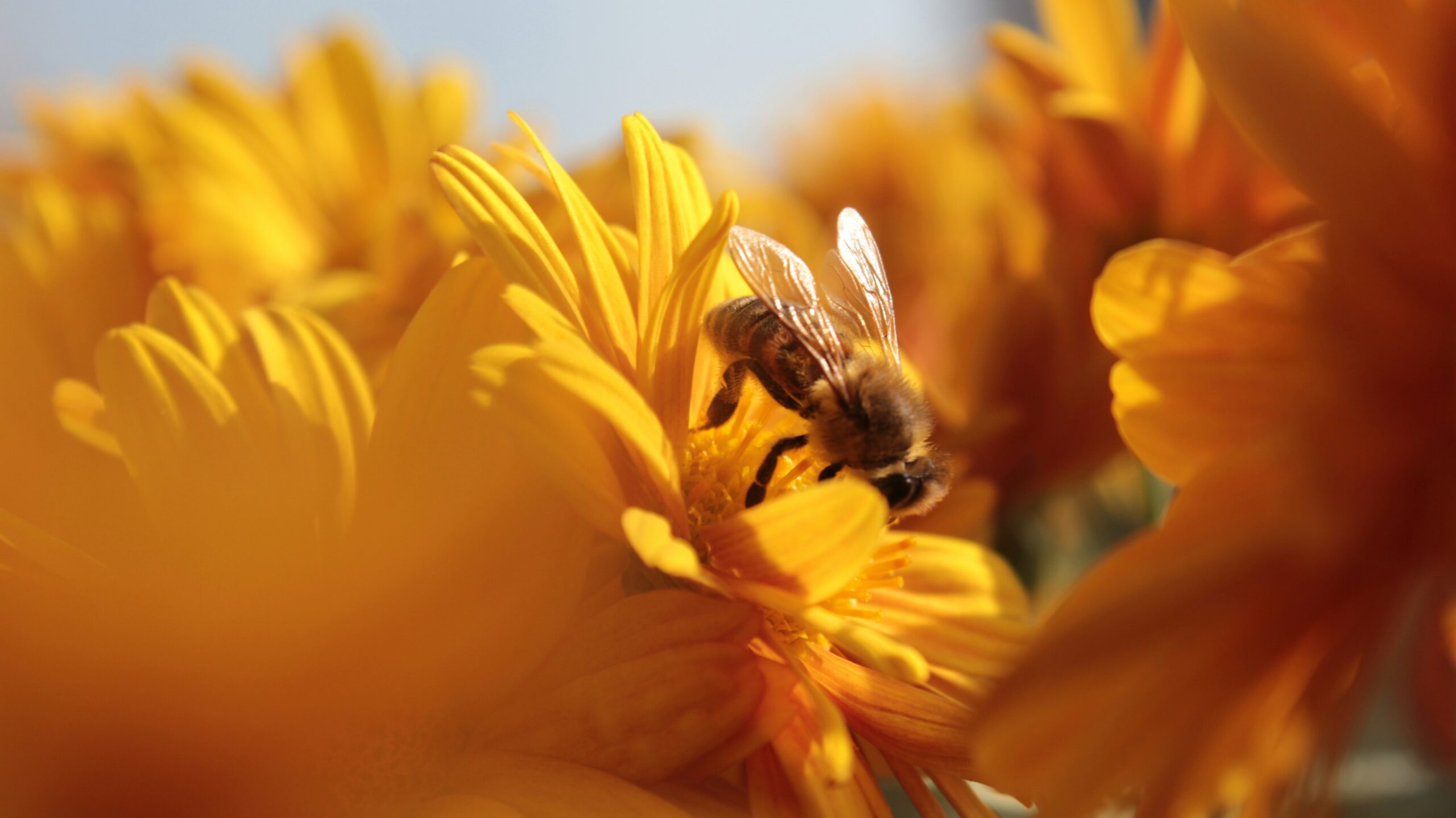 Apithérapie : les produits de la ruche et leurs propriétés thérapeutiques